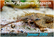 Ausgabe Januar 2009