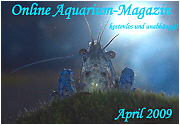 Ausgabe M�rz 2009