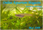 Ausgabe Mai 2009