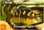 Ausgabe November 2009