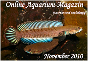 Ausgabe November 2010