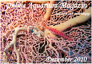 Ausgabe Dezember 2010