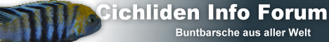 Cichliden-Info