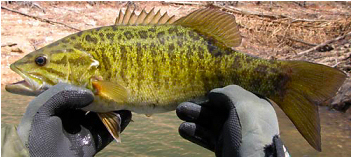Micropterus dolomieu