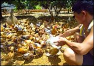 Hühner in Vietnam