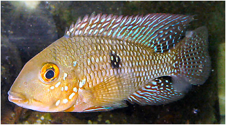 Geophagus brasiliensis