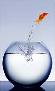 Jumping Goldfish