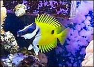 Siganus unimaculatus