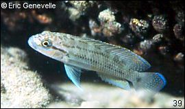 Telmatochromis temporalis