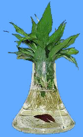 vase4