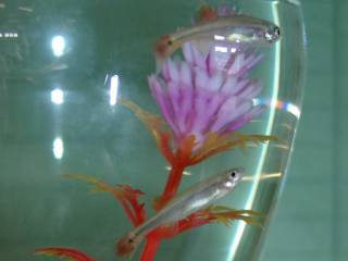 Fische in Vasen 2