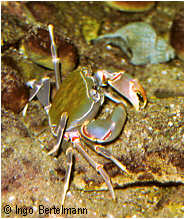 3. Bild der Krabbe