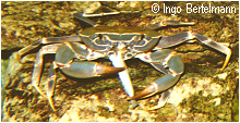 4. Bild der Krabbe