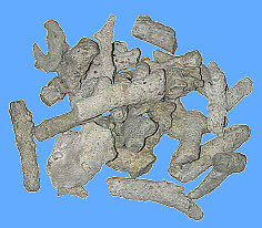 Korallengruß