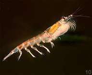 Krill