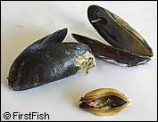 Mytilus edulis
