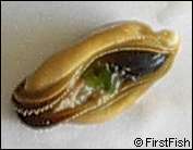 Mytilus edulis