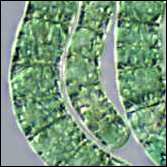 Spirulina platensis