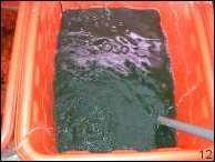 Spirulina-Kultur