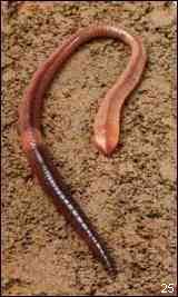 Lumbricus terrestris